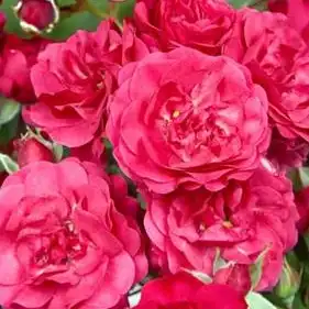 Trandafiri online - Roșu - trandafir acoperitor - fără parfum - Rosa Produs nou - W. Kordes’ Söhne® - ,-